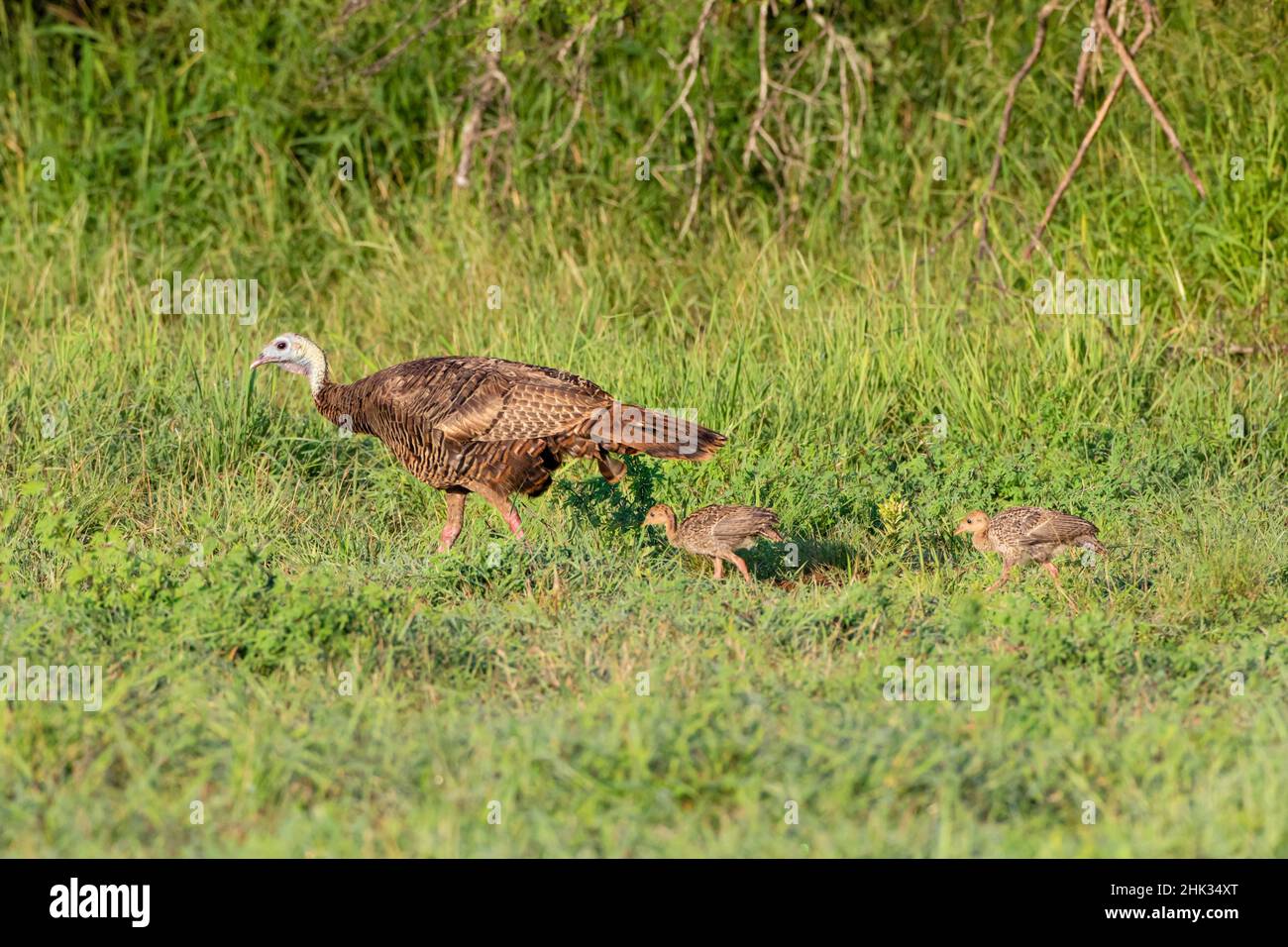 Wild Turkey (Meleagris gallopavo) adult and young Stock Photo