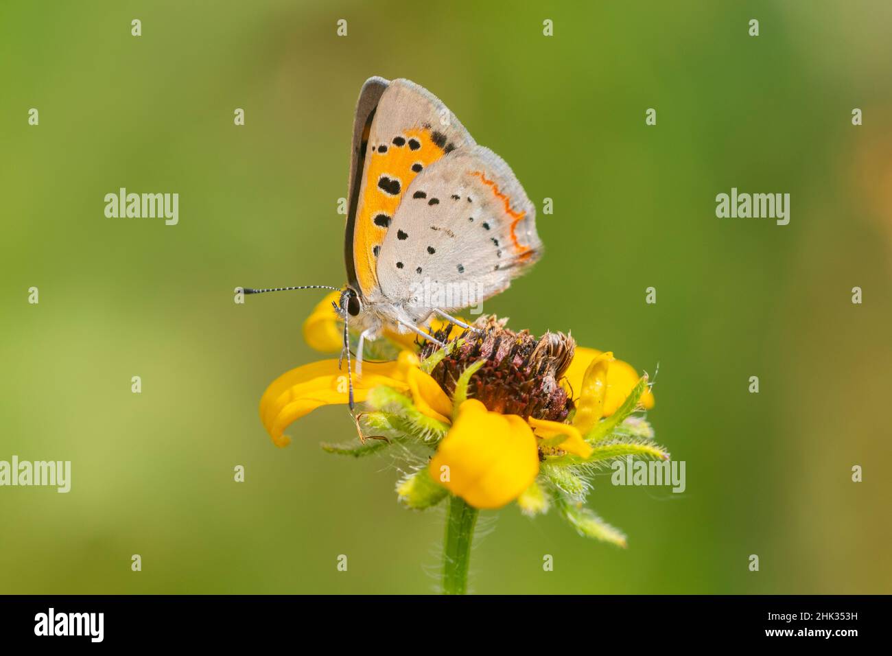 American Copper (Lycaena phlaeas) on Browneyed Susan (Rudbeckia hirta