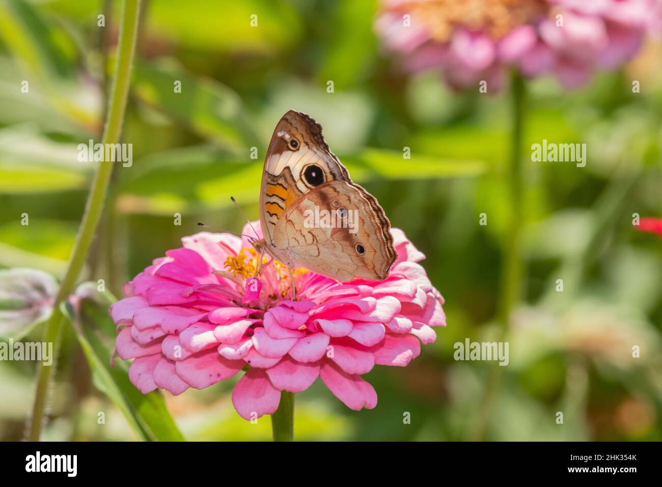 Common zinnias hires stock photography and images Alamy