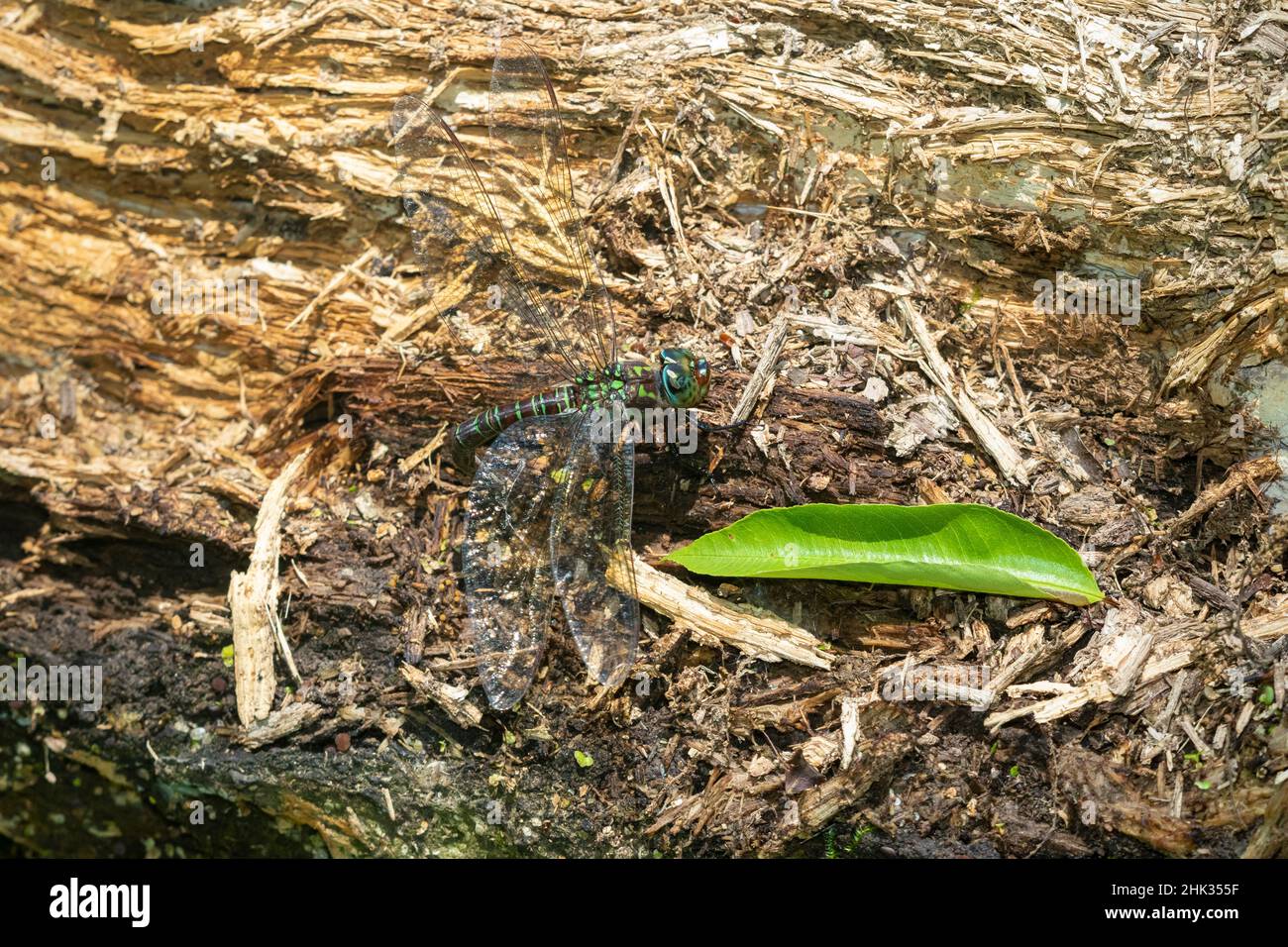 Swamp Darner (Epiaeschna heros) female laying eggs on log Marion County, Illinois. Stock Photo