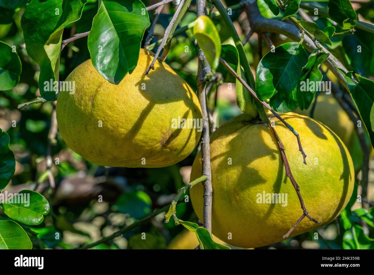 Pomelo fruit tree Stock Photo