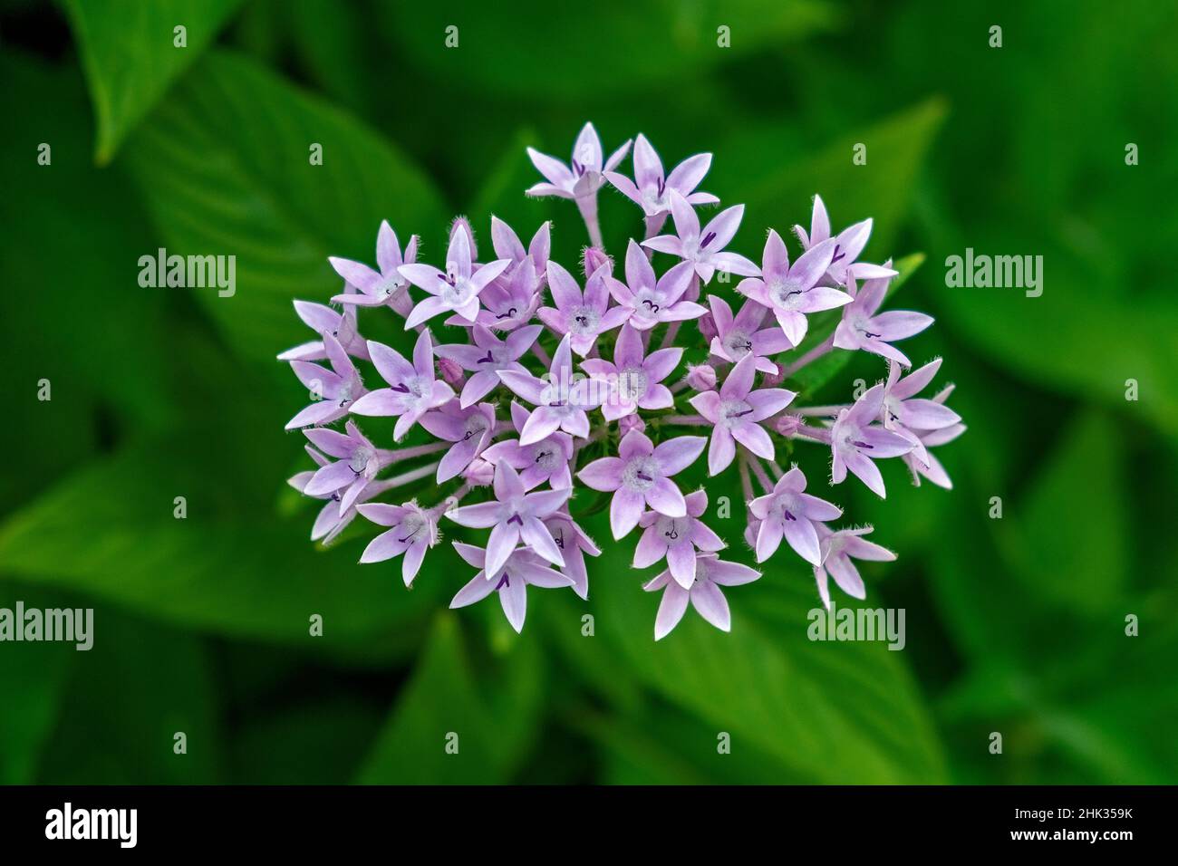 Purple Penta flower Stock Photo