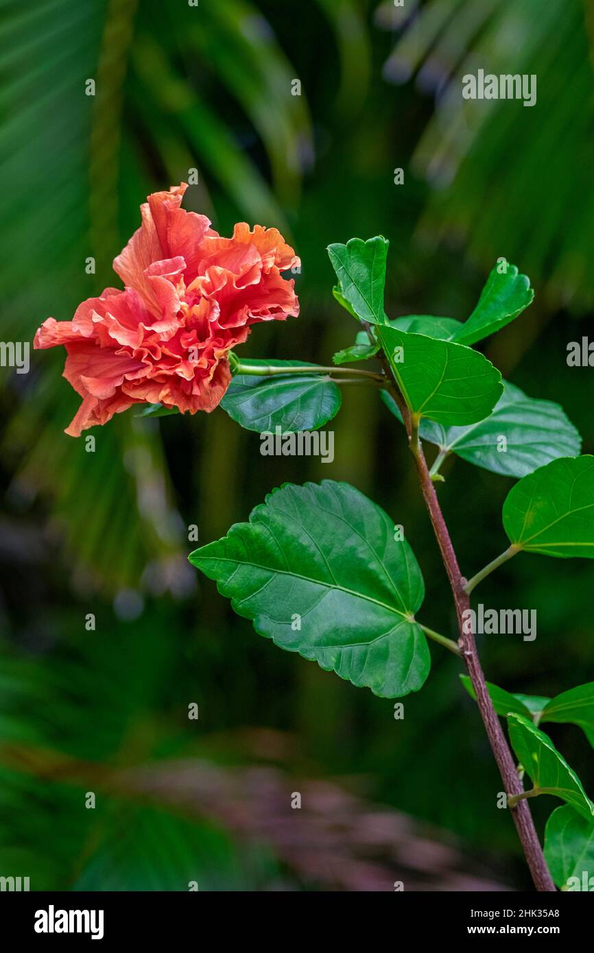 Double hibiscus hi-res stock photography and images - Alamy