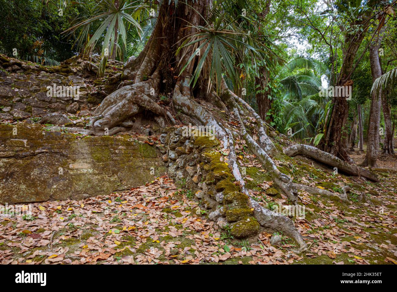 Belize, Central America. Tree root at Mayan High Temple. Lamanai Stock ...