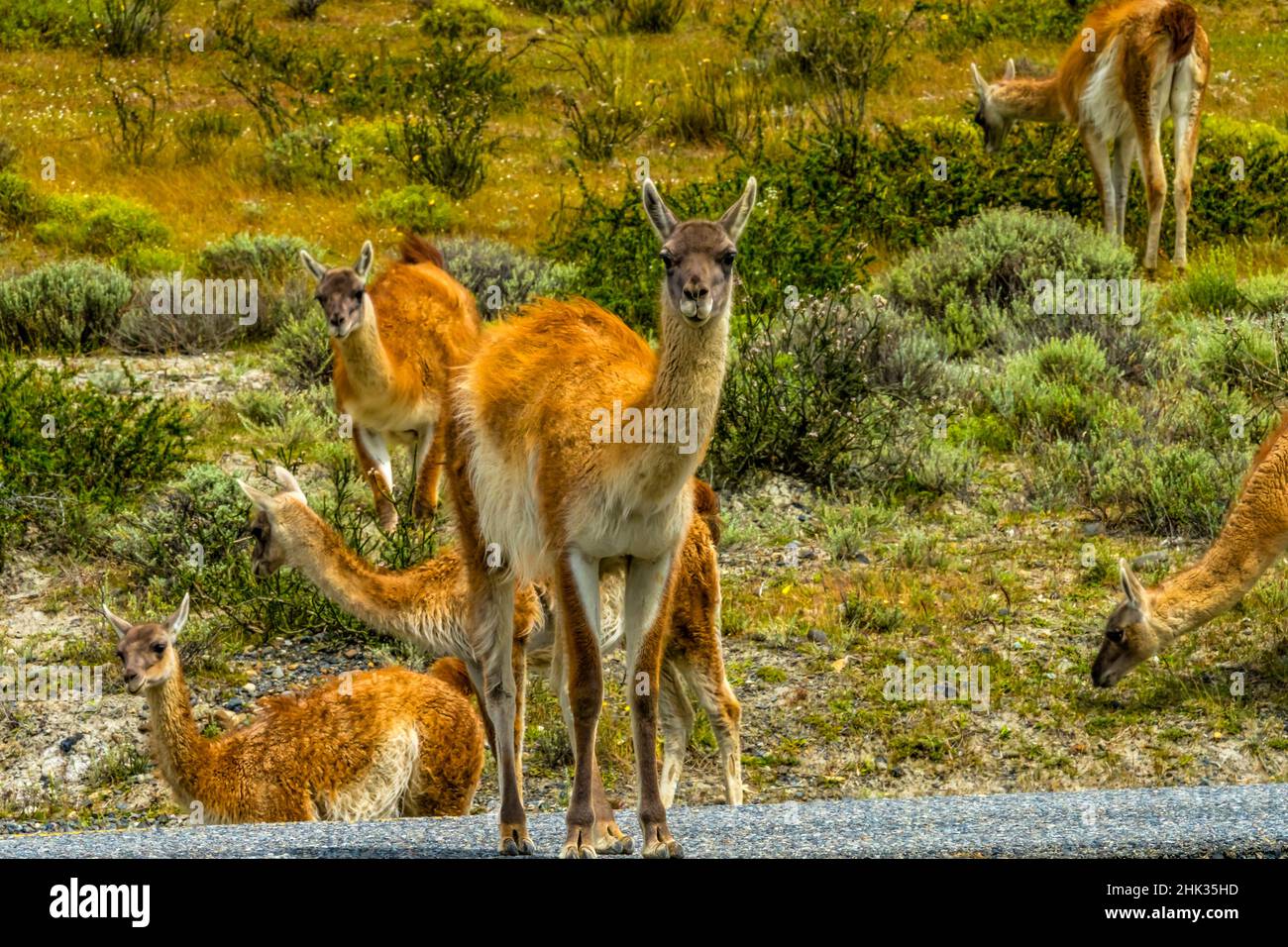 Guanacas wild lamas Salar de Atacama, Torres del Paine National Park, Patagonia, Chile Stock Photo