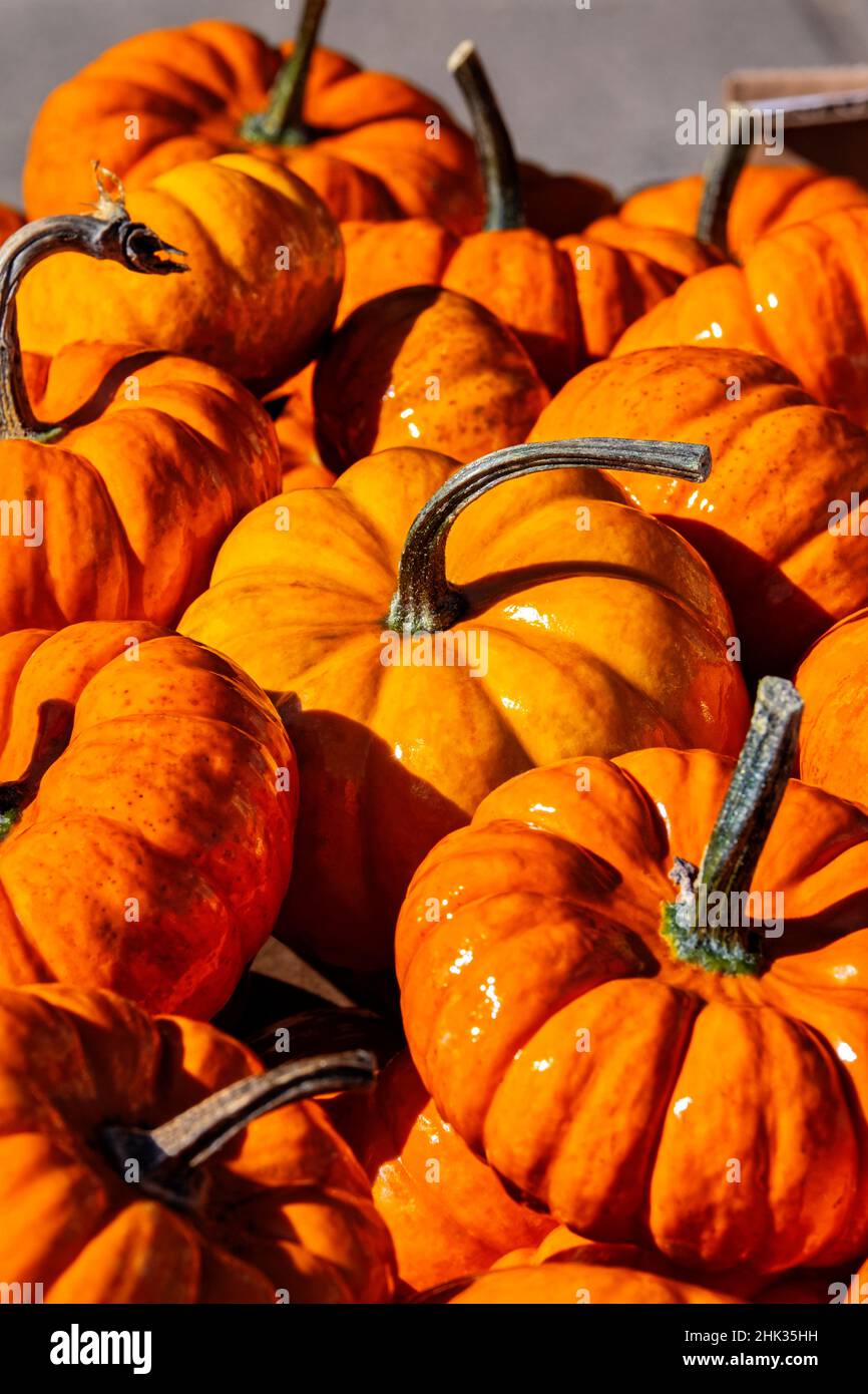 Orange gourds, Cucurbita Stock Photo - Alamy