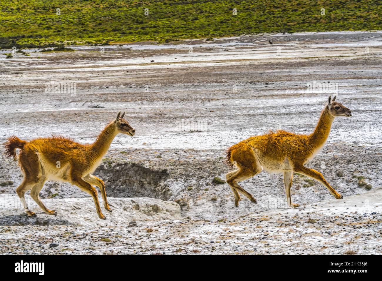 Guanacos wild lamas running, Atacama Salt Flats, Torres del Paine National Park, Patagonia, Chile Stock Photo