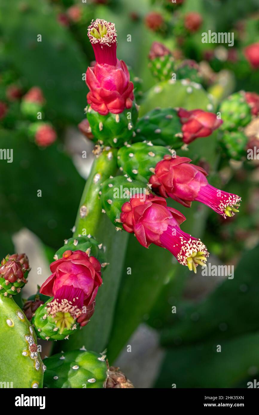 Prickly Pear cactus Stock Photo