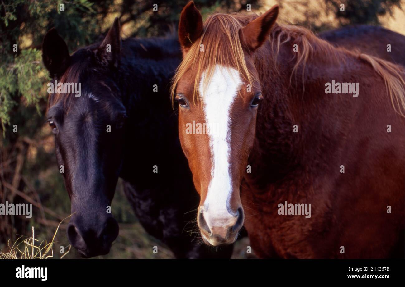 Two horses looking into camera Stock Photo - Alamy