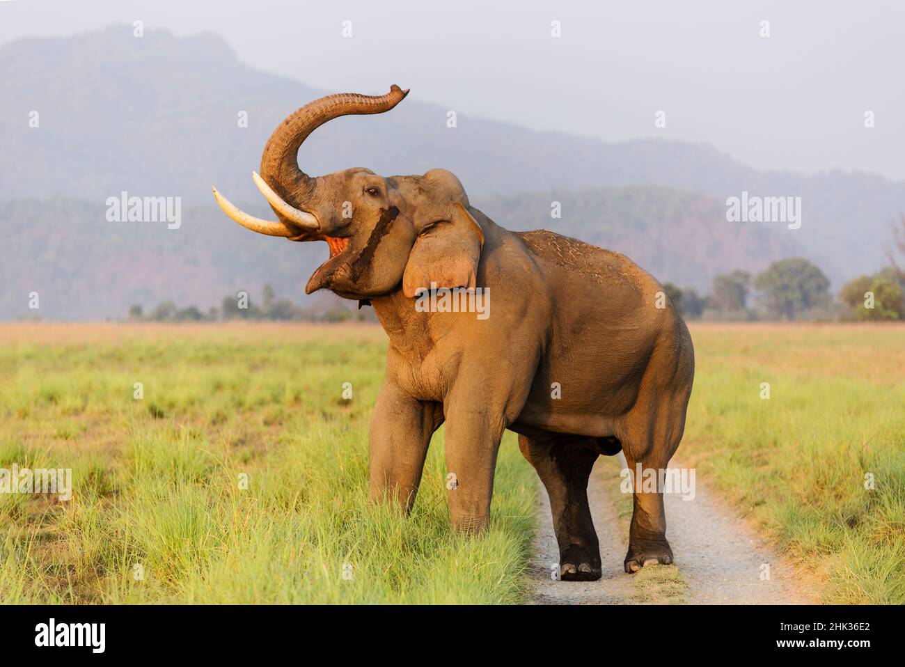 Musth Tusker on the jungle track, Corbett National Park, India Stock