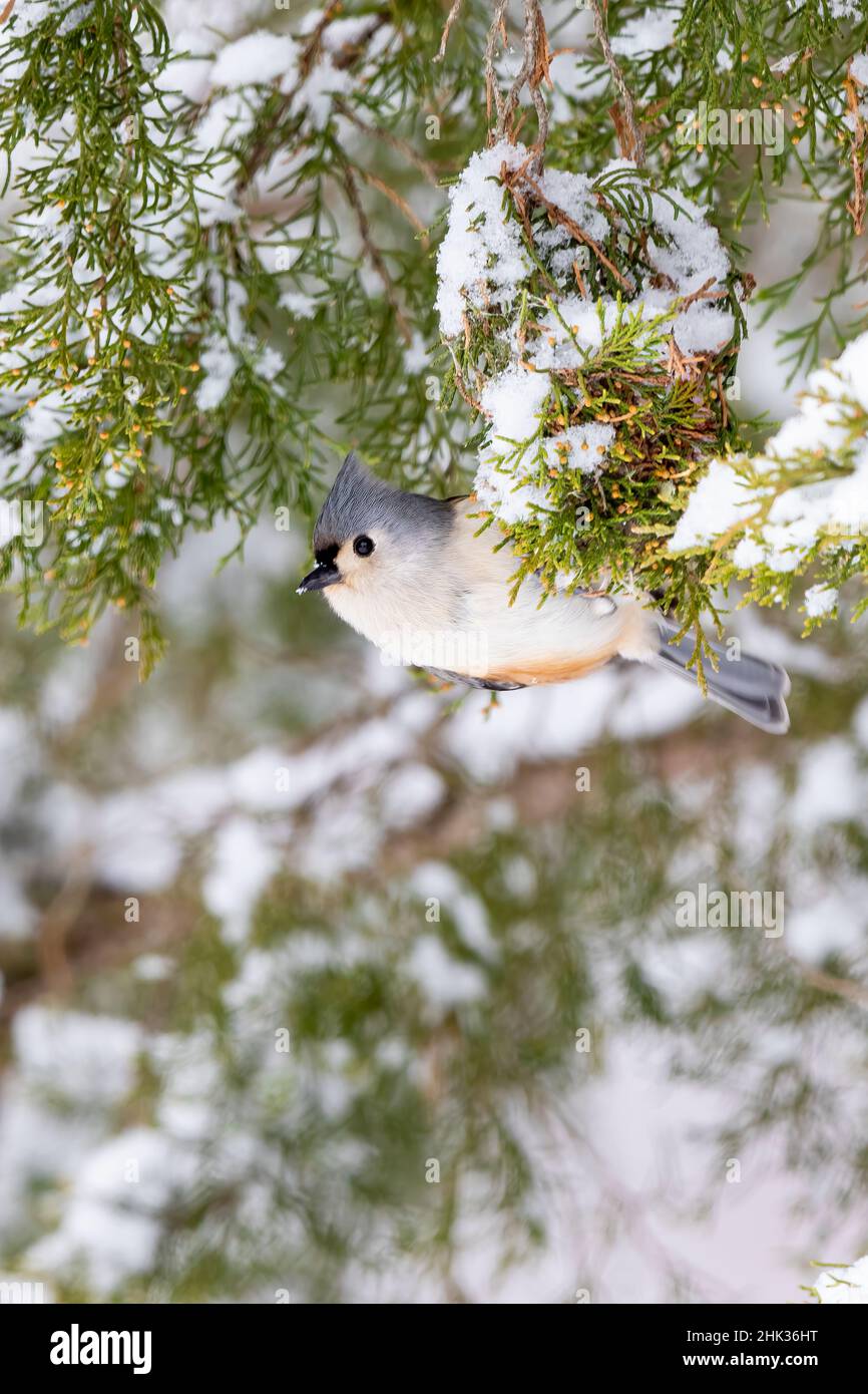 Tufted Titmouse (Baeolophus bicolor) feeding in Red Cedar in winter ...