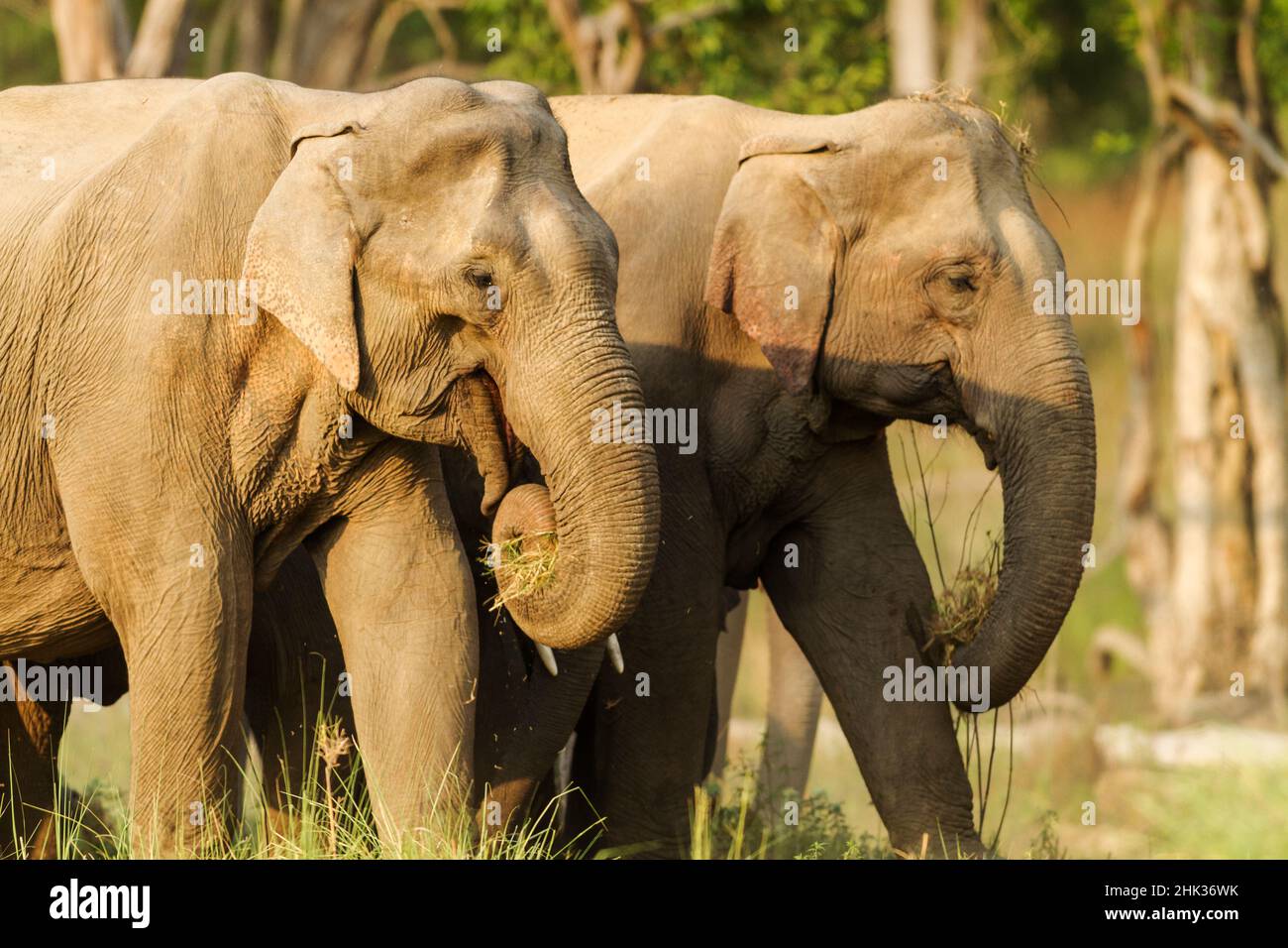 Asian Elephants on the move. Corbett National Park, India. Stock Photo