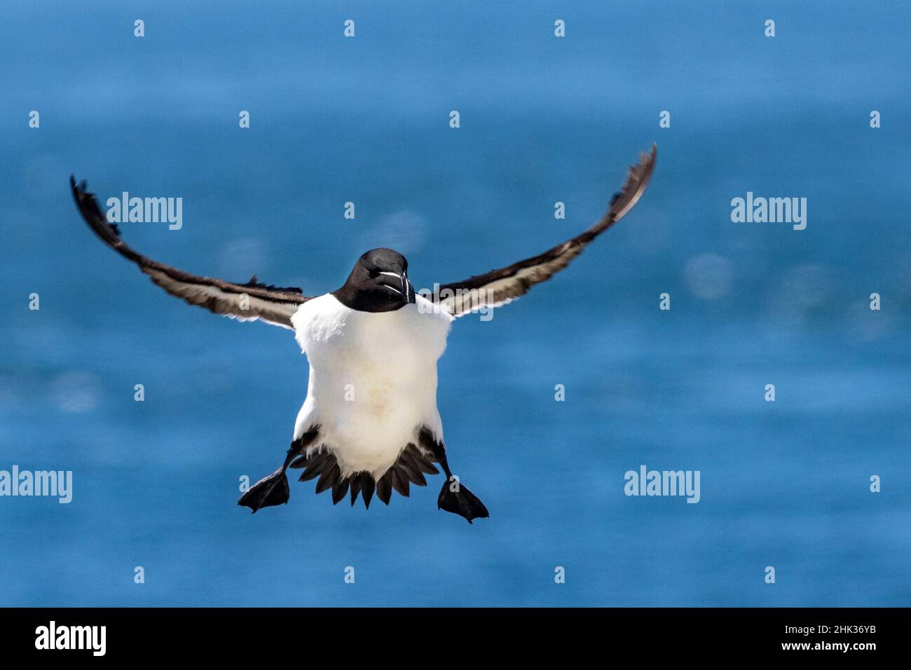 Razorbill in flight at Machias Seal Island, Maine, USA Stock Photo - Alamy