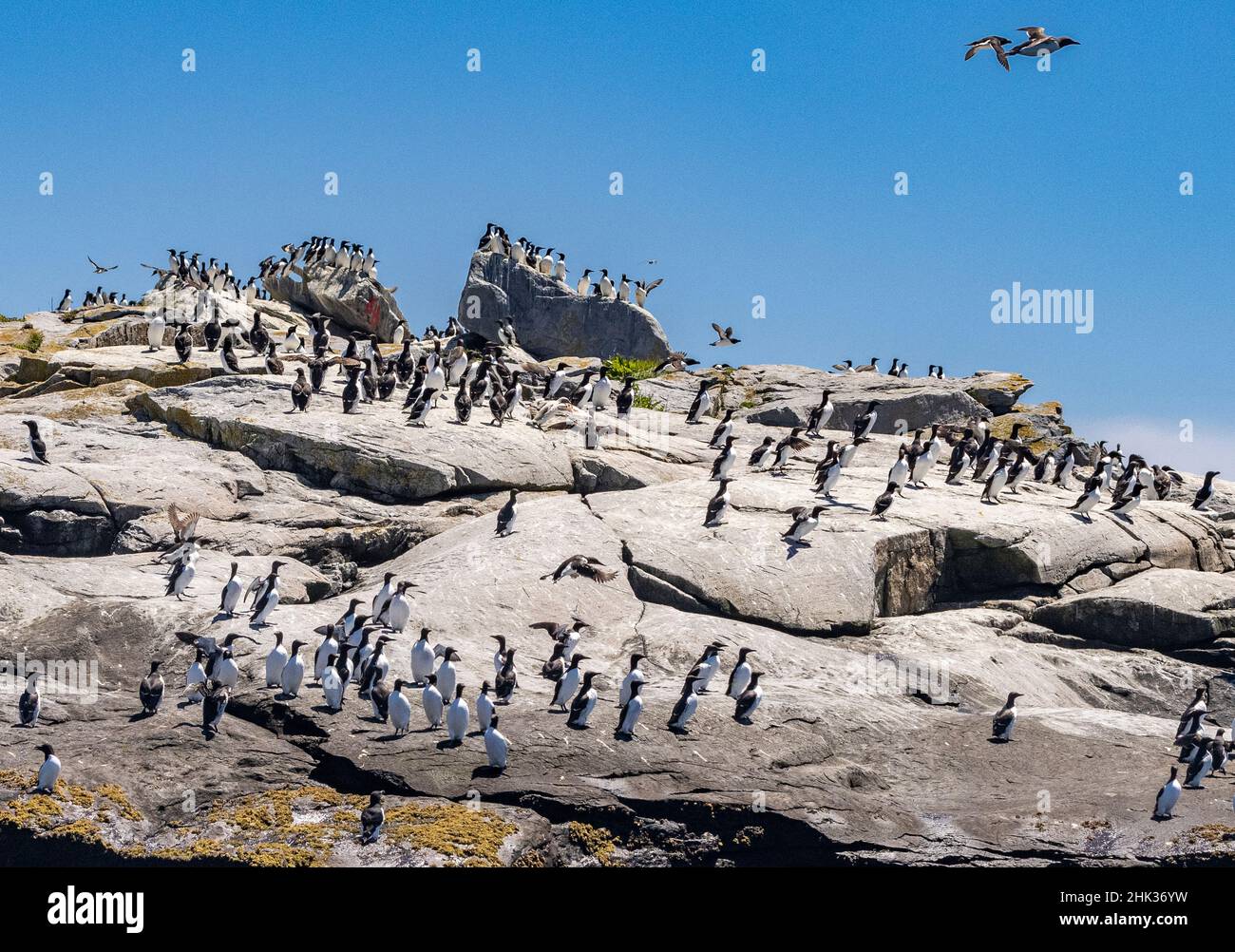 Razorbills at Machias Seal Island, Maine, USA Stock Photo