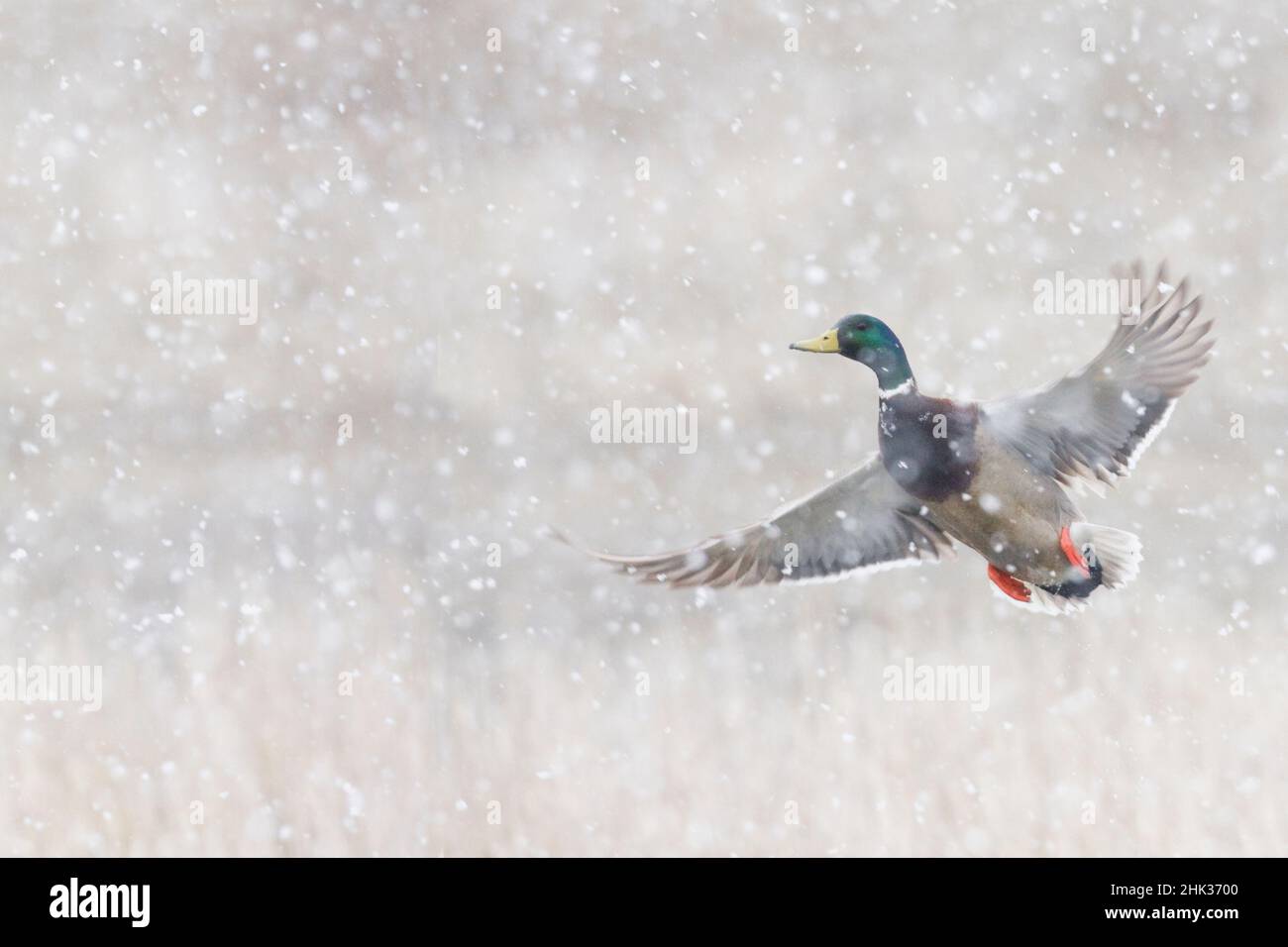 Mallard drake flying in heavy snow Stock Photo