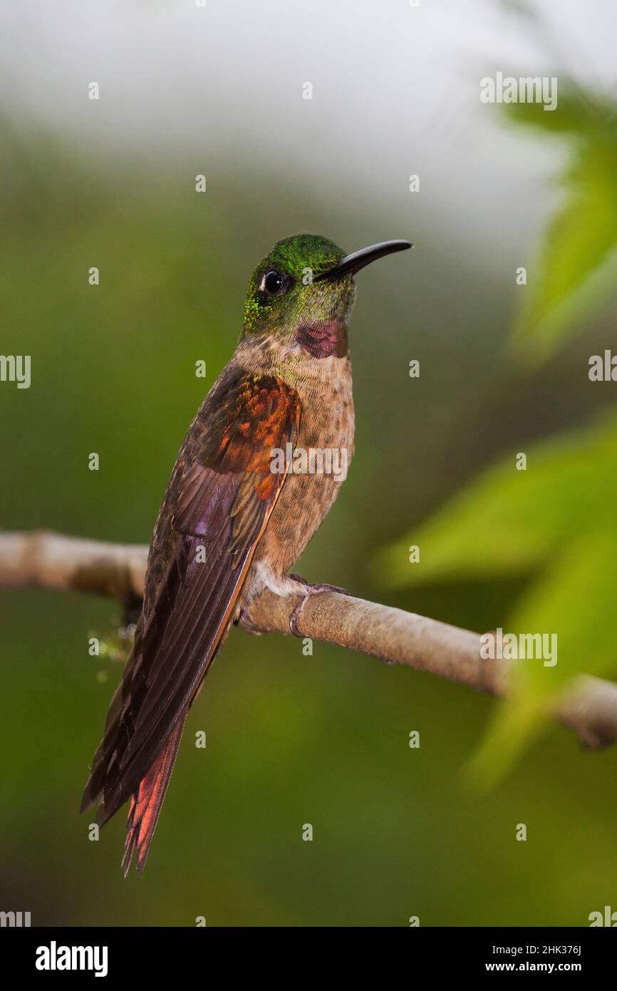 Fawn-breasted brilliant hummingbird Stock Photo