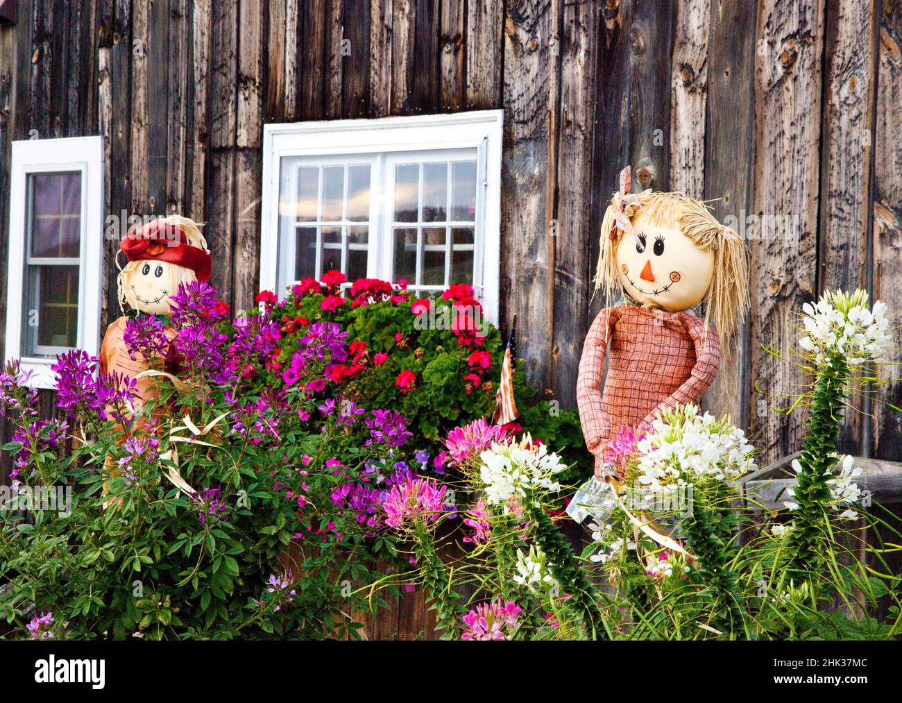USA, New Hampshire, Sugar Hill with old barn decorated with flowers and theme of Autumn Stock Photo