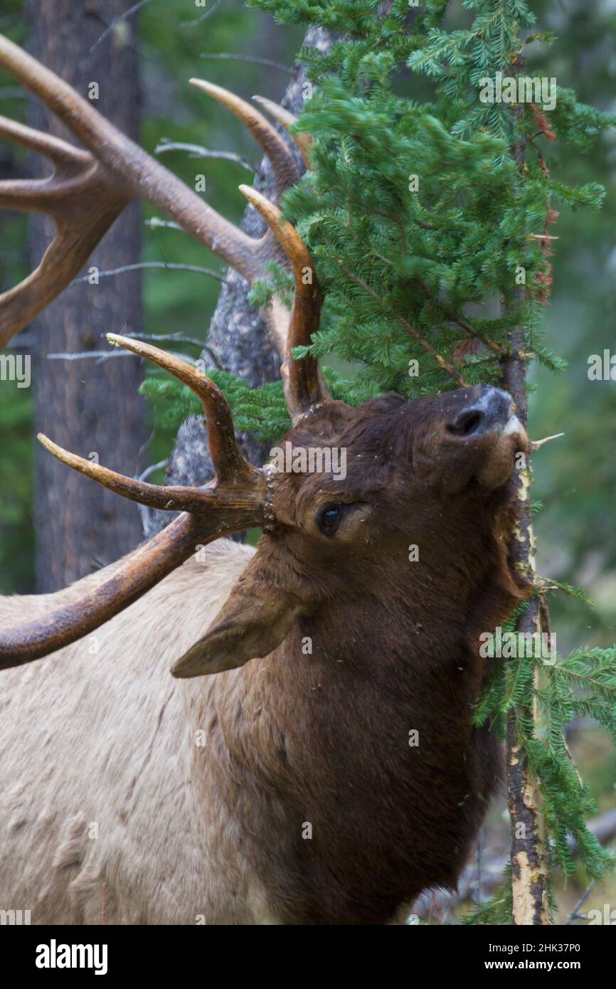 Rocky Mountain bull elk scentmarking pine tree Stock Photo Alamy