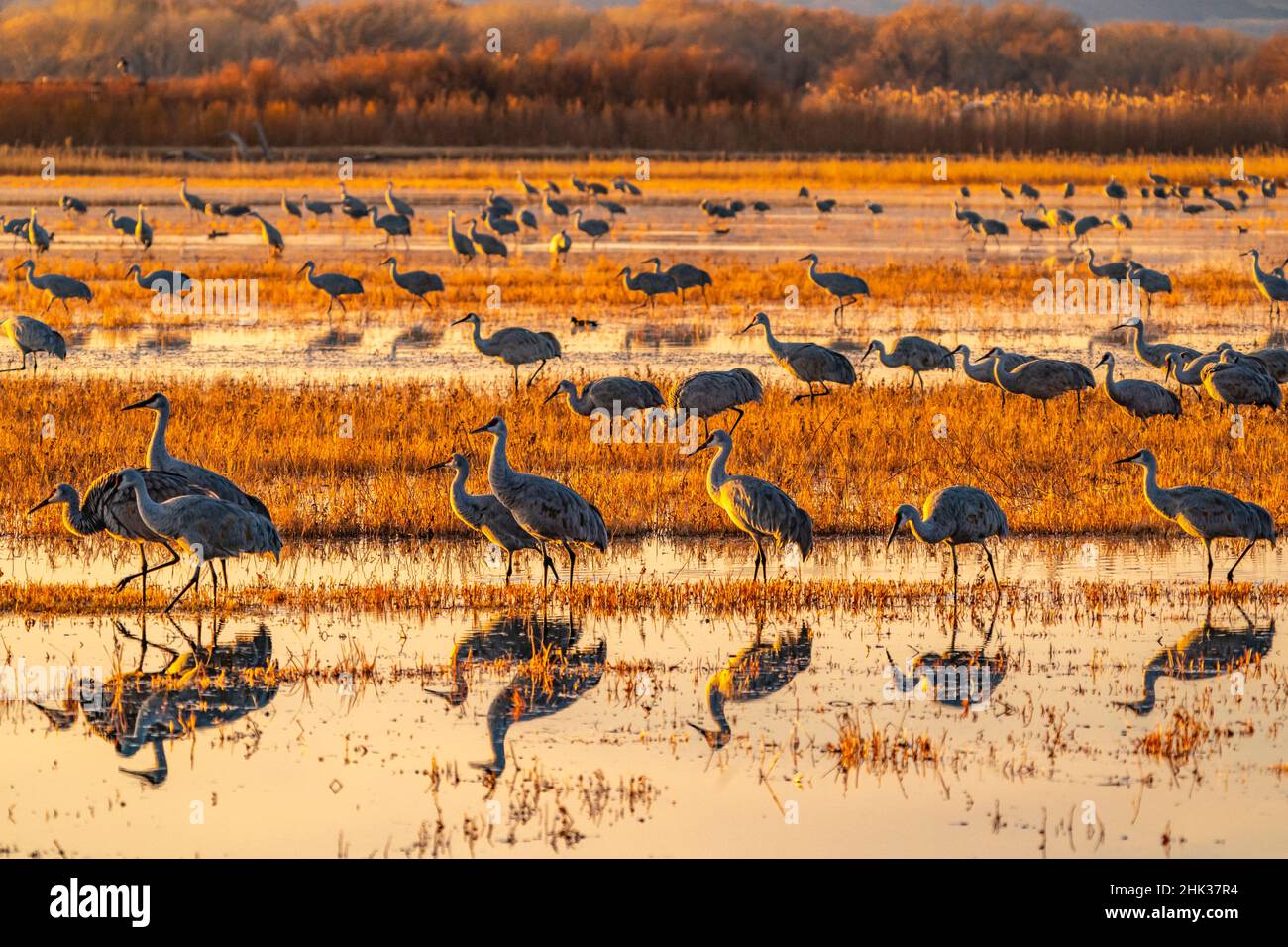 USA, New Mexico, Bosque Del Apache National Wildlife Refuge. Sandhill cranes in water at sunrise