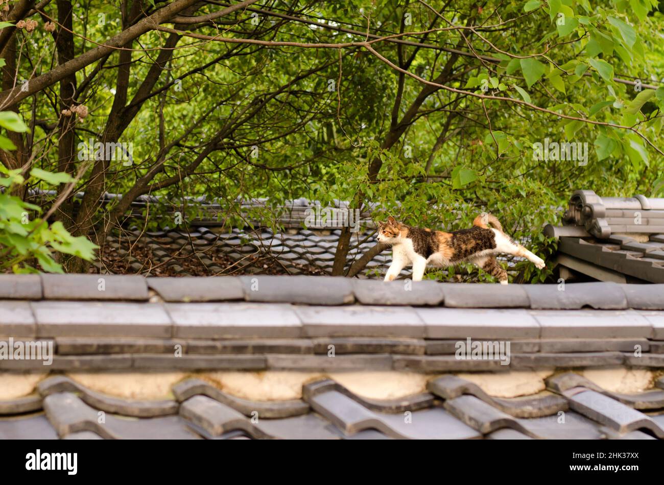 Cat walking on roof top and stretching Stock Photo Alamy
