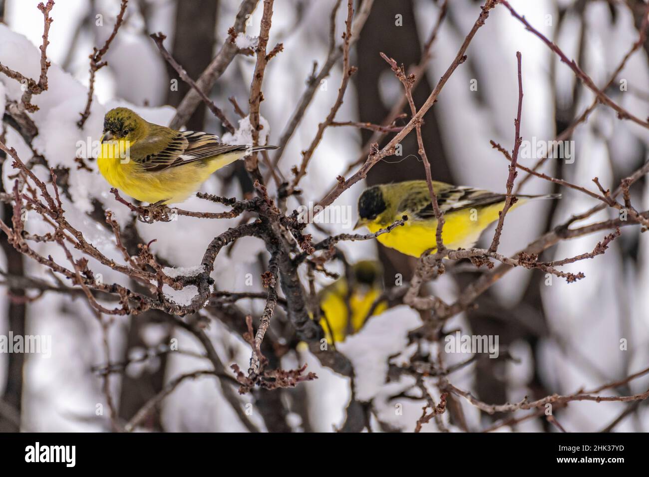 USA, New Mexico. Lesser goldfinches in tree Stock Photo - Alamy