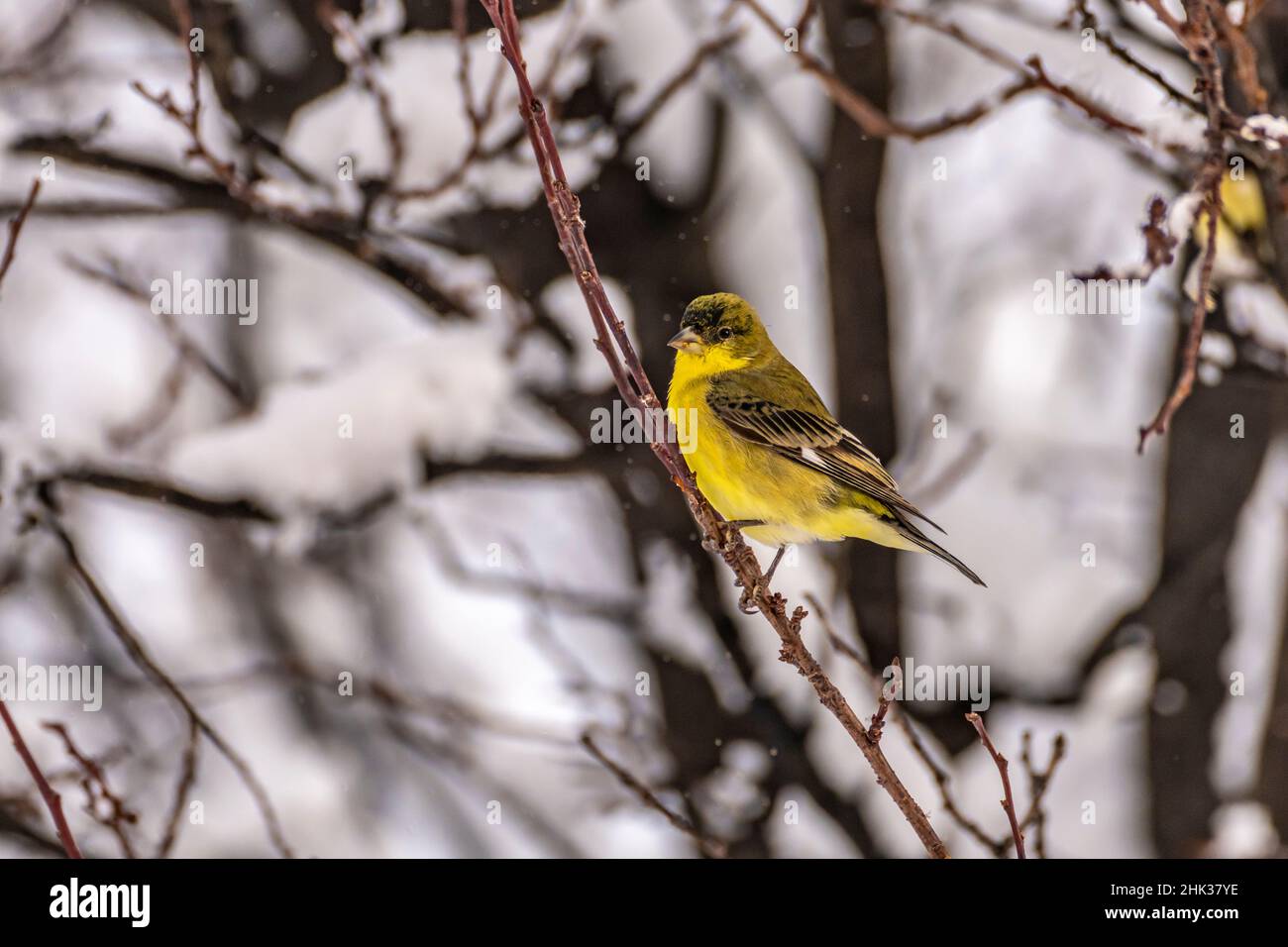 Goldfinch in tree hi-res stock photography and images - Alamy