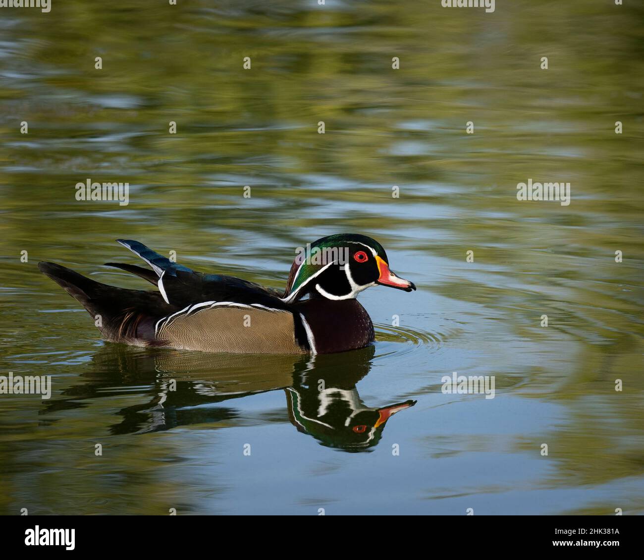 Wood duck on urban pond, Albuquerque, New Mexico Stock Photo Alamy