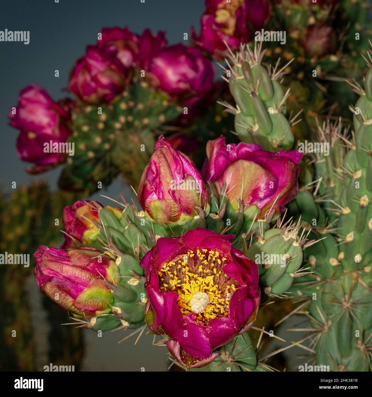 Tree Onchilla Tree cholla bloom hi-res stock photography and images - Alamy
