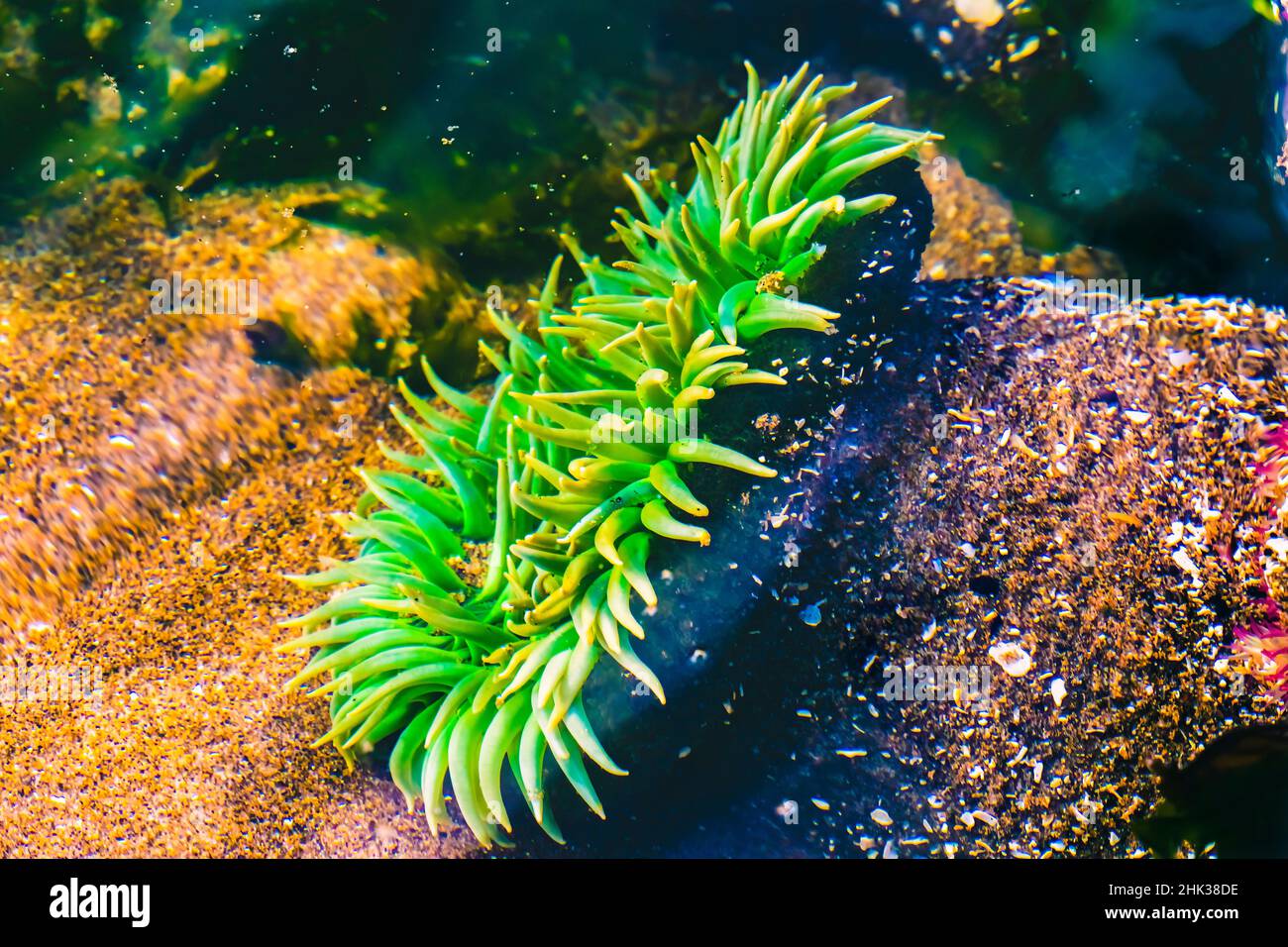 Colorful green anemone Marine Garden, Haystack Rock, Canon Beach, Clatsop County, Oregon. Stock Photo
