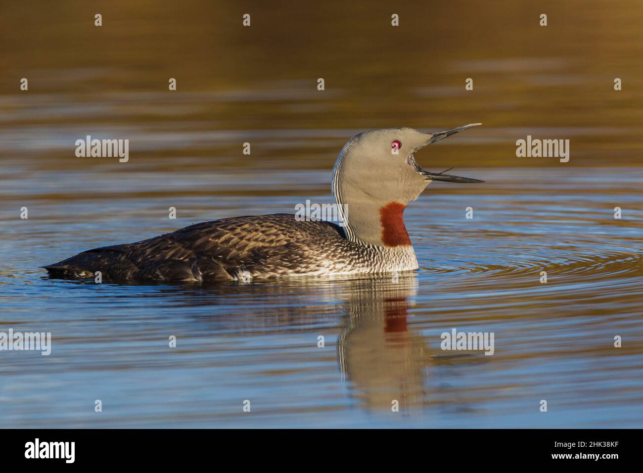 Red-throated Loon Calling Stock Photo - Alamy