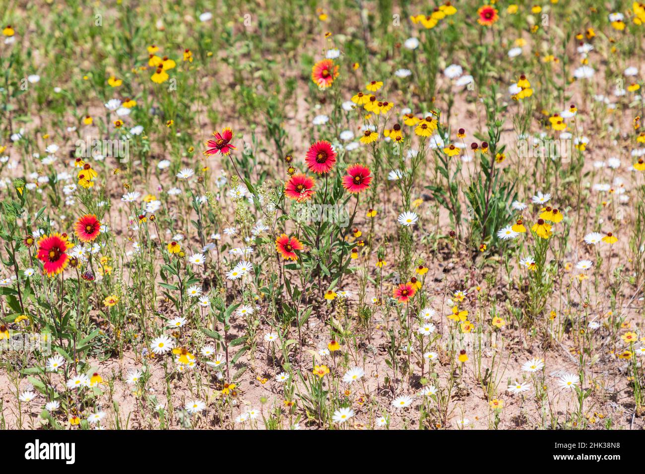 Marble Falls, Texas, USA. Indian Blanket, Brown-eyed Susan, and Lazy Daisy wildflowers. Stock Photo