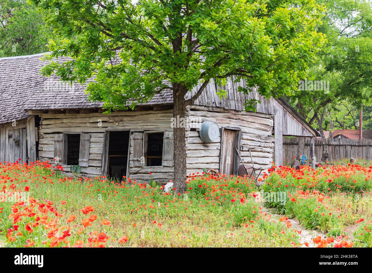 Castroville, Texas, USA. Poppies and historic buildings in the Texas
