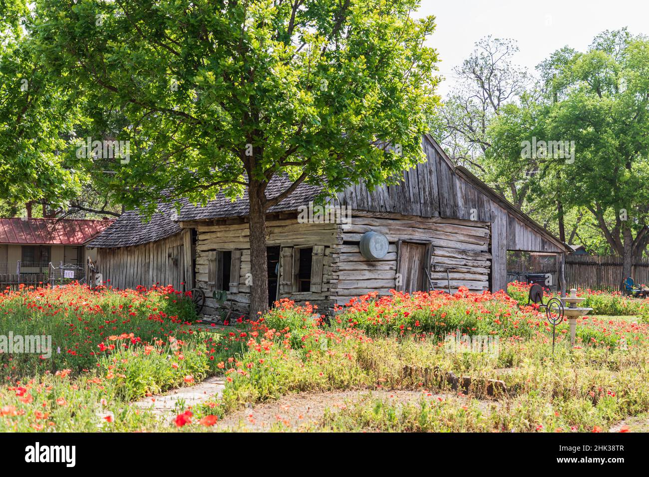 Castroville, Texas, USA. Poppies and historic buildings in the Texas