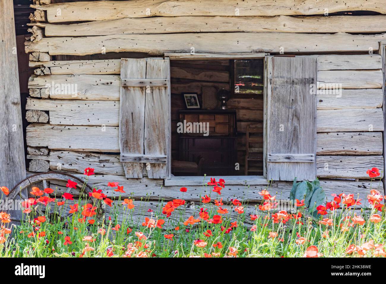 Castroville, Texas, USA. Poppies and historic buildings in the Texas