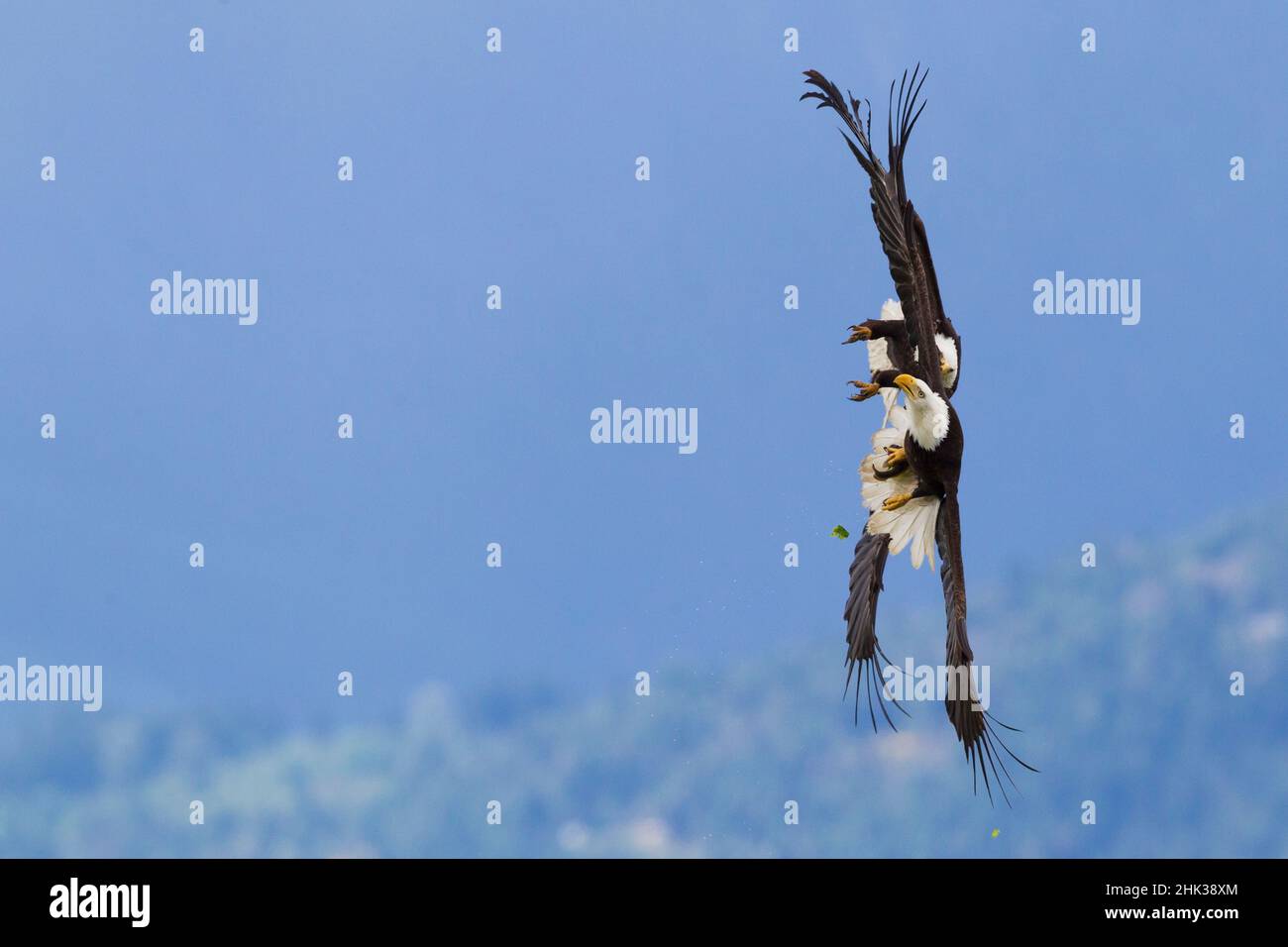 Bald Eagle Pair Stock Photo