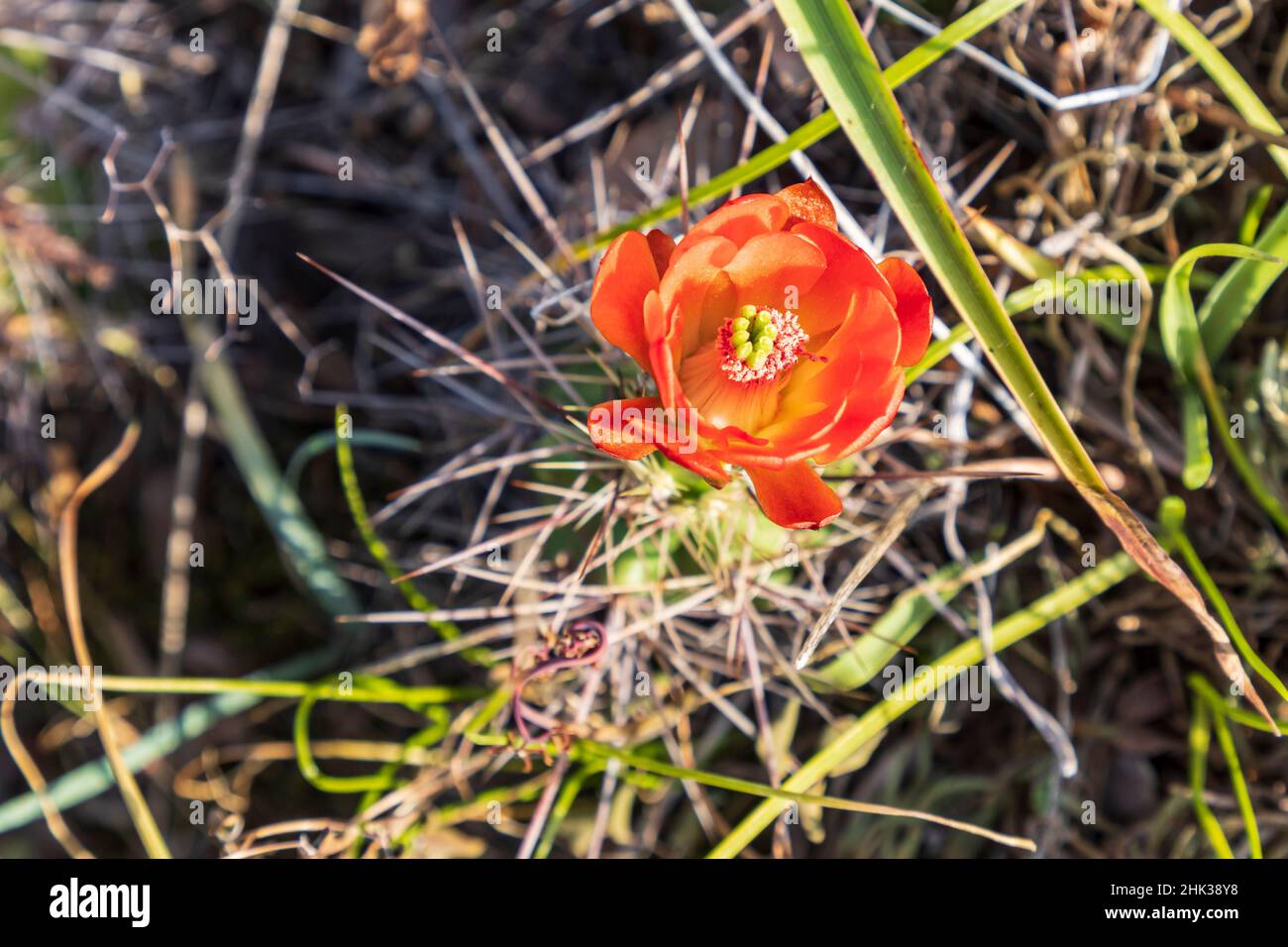Castroville, Texas, USA. Barrel cactus flower in the Texas Hill Country