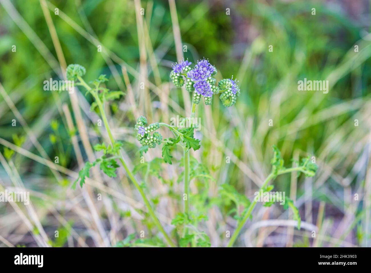 Castroville, Texas, USA. Purple wildflowers in the Texas Hill Country. Stock Photo
