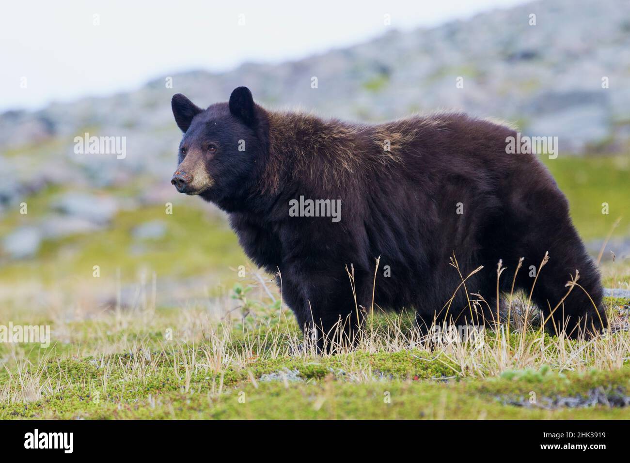 Black Bear, Big Boar Stock Photo