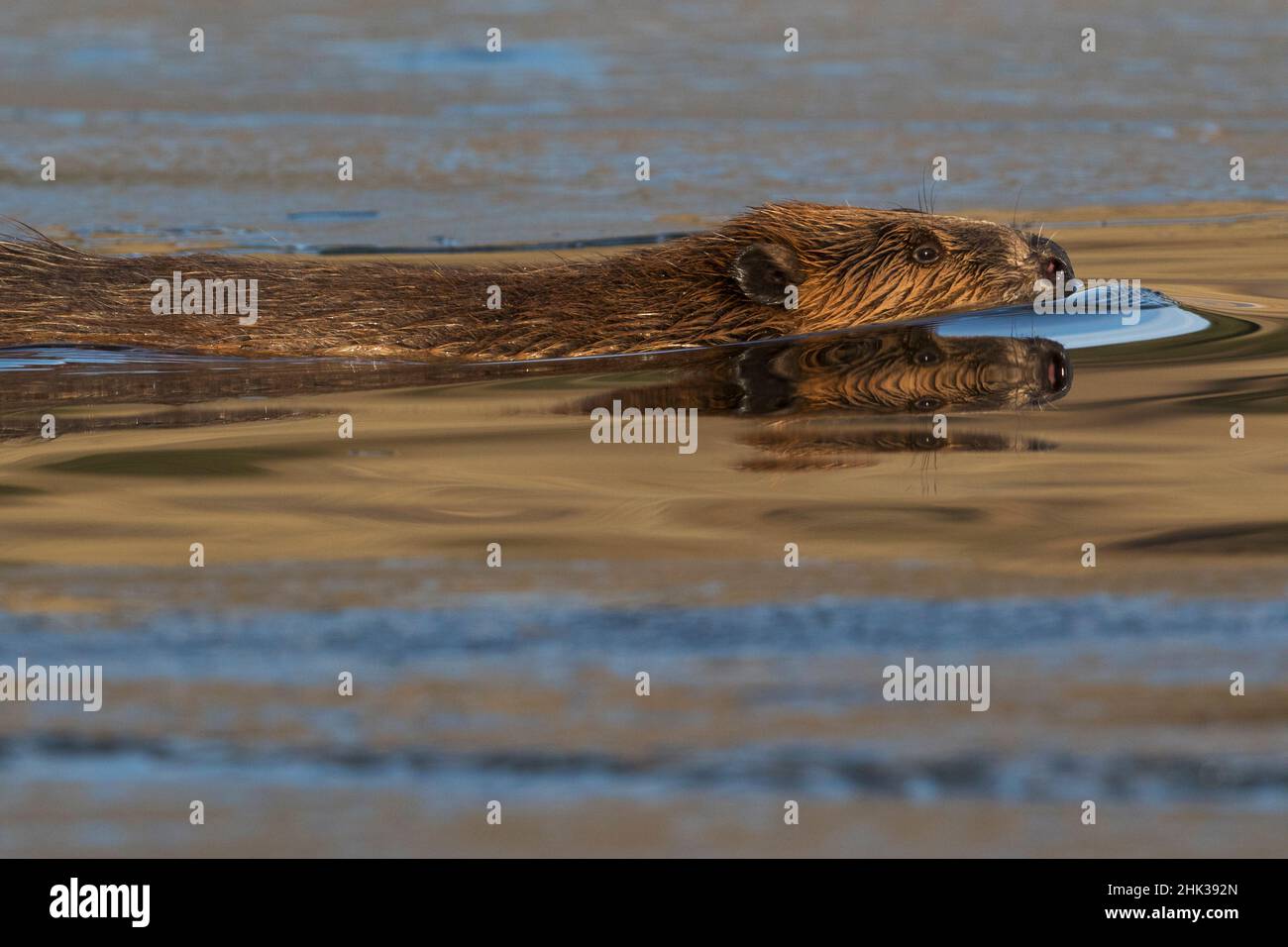 Beaver Inwater Beaver in water swim hi-res stock photography and images - Alamy