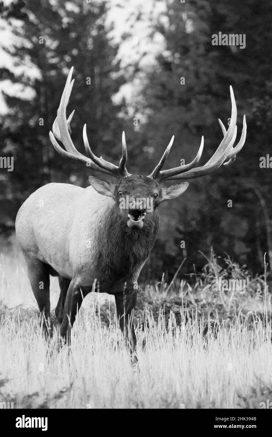 Bull Elk Bugling Stock Photo