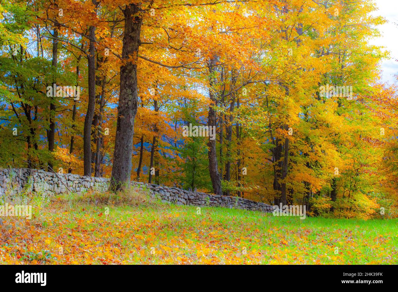 USA, New England, Vermont Maple trees in full Fall color along stone