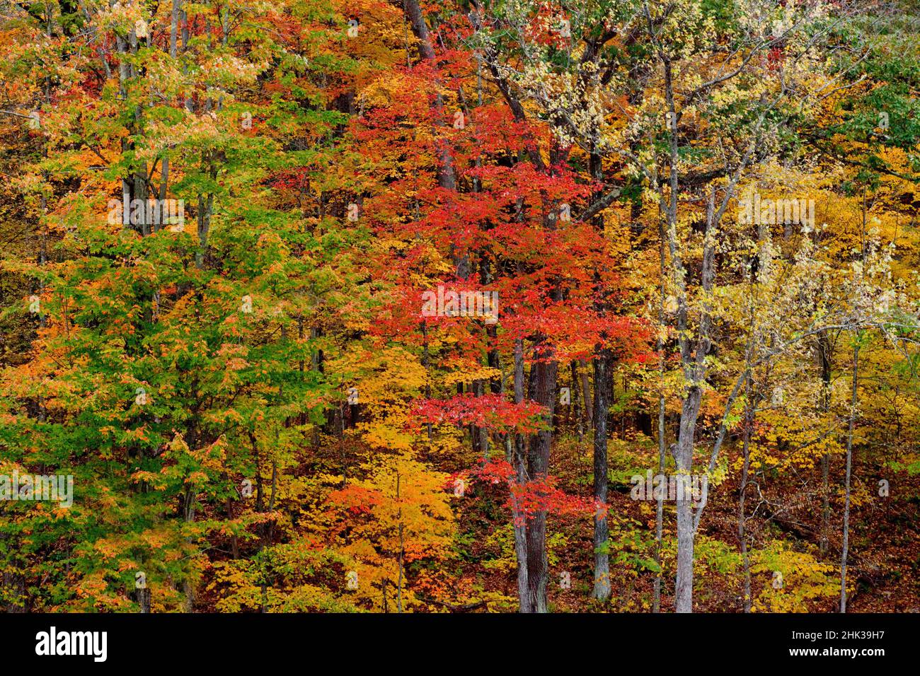 USA, New England, Vermont maple trees with Fall colors Stock Photo - Alamy