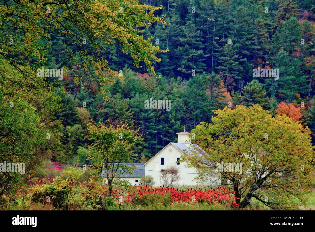 USA, New England, Vermont cream colored barn with foreground of sumac