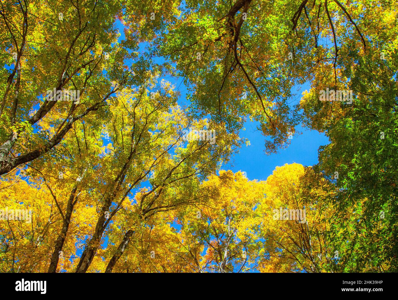 Sugar Maple Vermont Tree High Resolution Stock Photography and Images ...