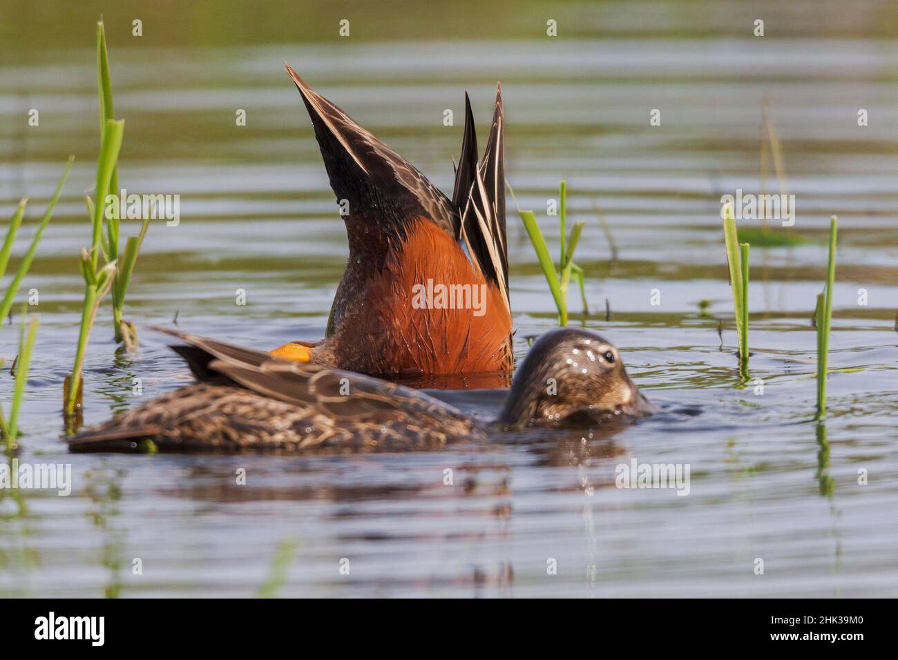 Cinnamon teal feeding Stock Photo Alamy