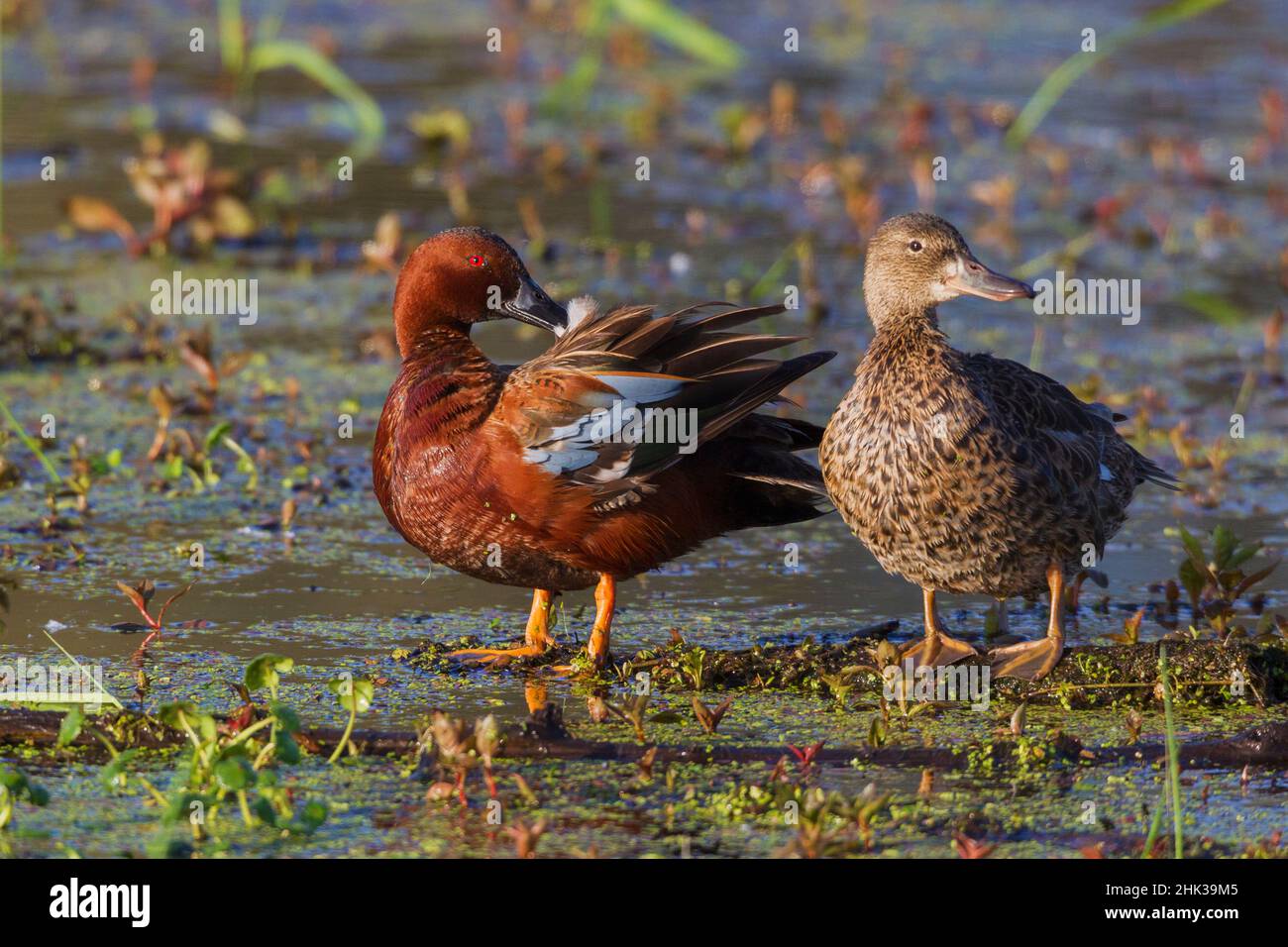 Cinnamon teal pair preening Stock Photo Alamy