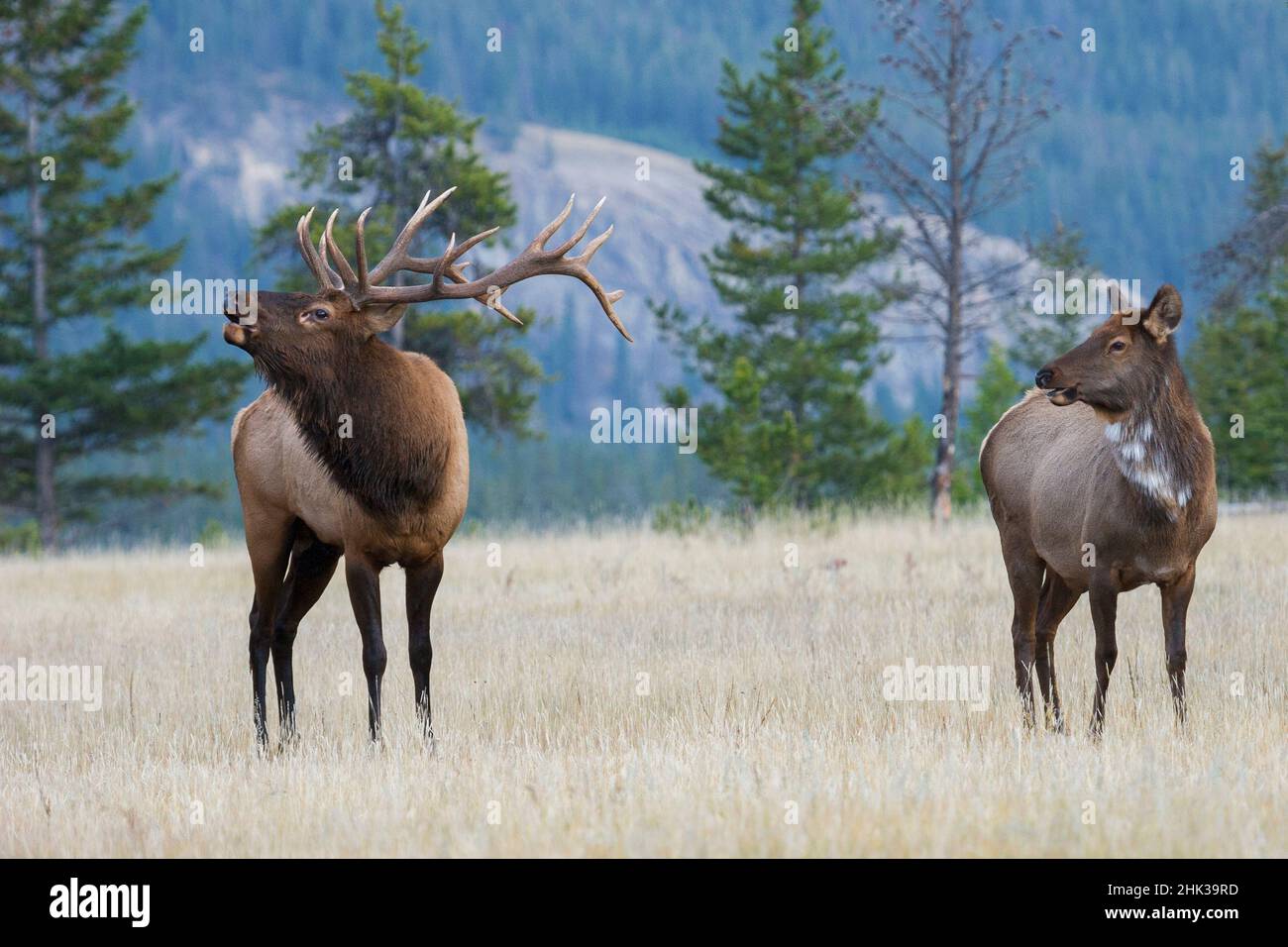 Bull elk bugling, piebald cow watching Stock Photo