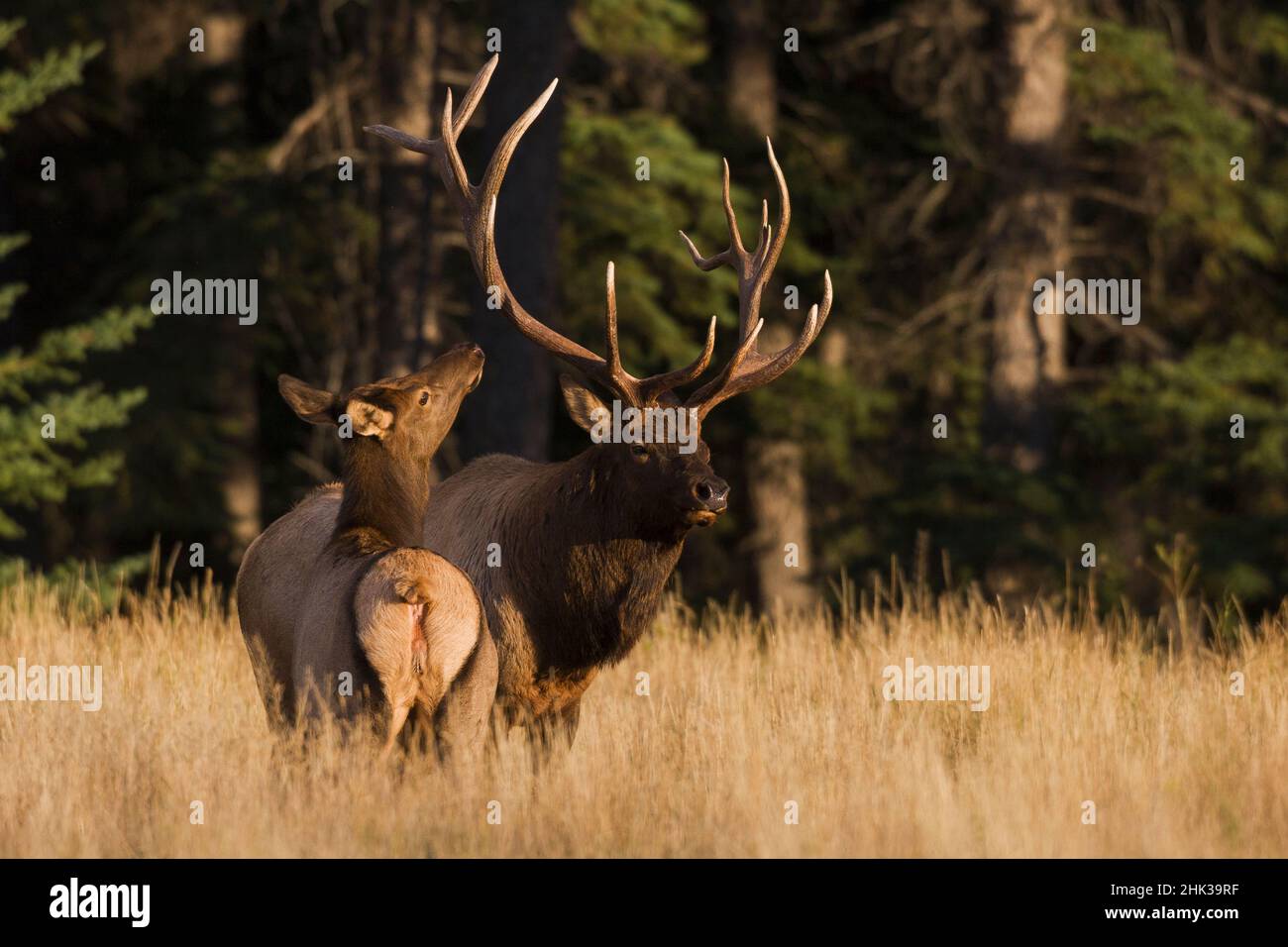 Bull elk courting cow elk Stock Photo Alamy