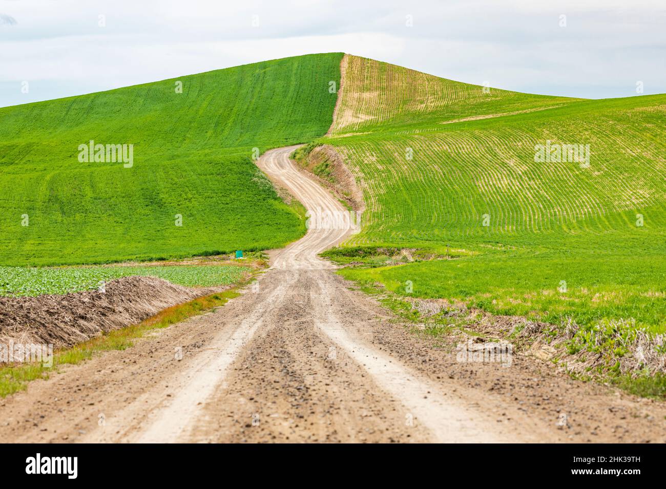 Albion, Washington State, USA. Dirt road through wheat fields in the