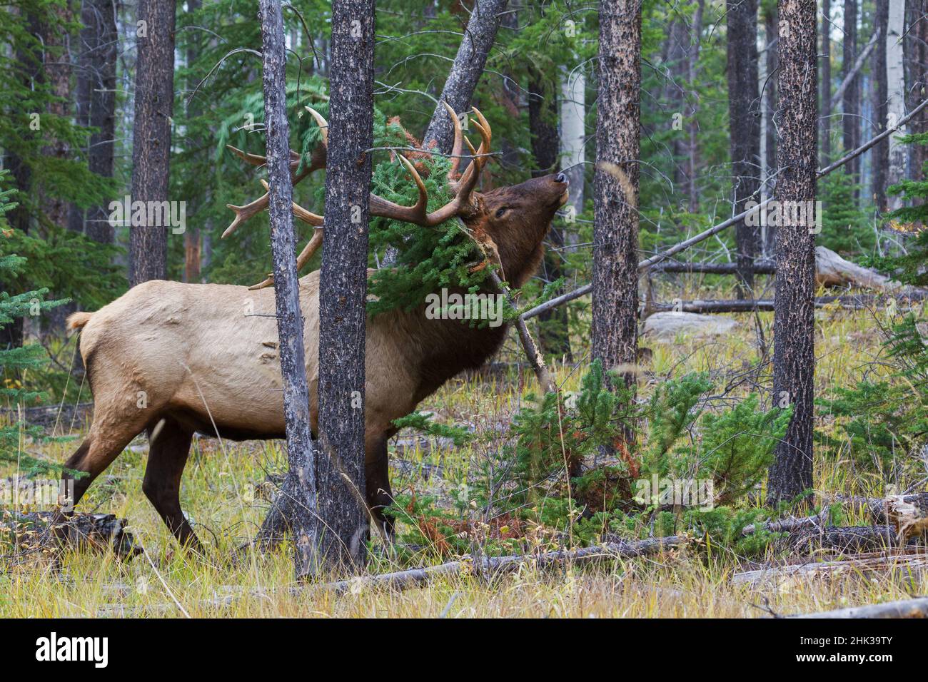 Bull elk, scent marking Stock Photo Alamy